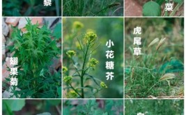 我国植物图谱数据库,植物物种信息的宝库