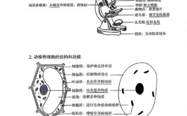 c言语结构体初始化