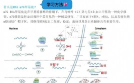 甲基化数据库,表观遗传学研讨的强壮东西