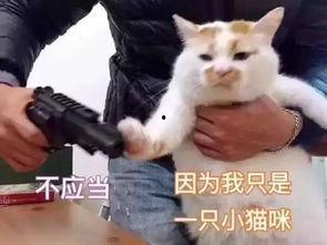 砂金表情爆料视频,短视频中的趣味瞬间