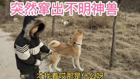 娱乐圈爆料50条狗视频,50条狗视频背后的娱乐圈秘密大揭秘  第2张